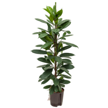 Hydroplante Ficus Cyathistipula