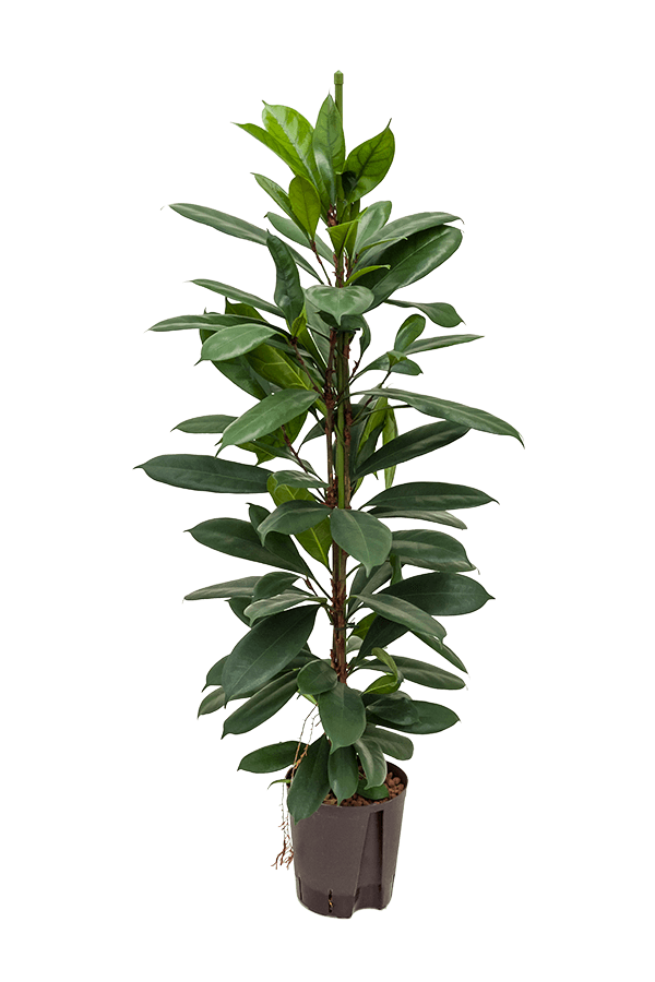 Hydroplant Ficus Cyathistipula