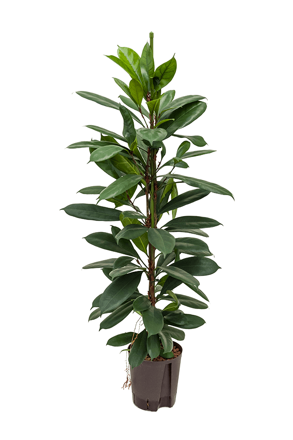 Hydroplante Ficus Cyathistipula