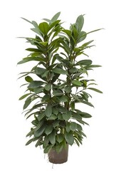 Plante hydroponique Ficus cyathistipula