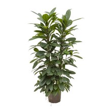 Hydroplant Ficus cyathistipula