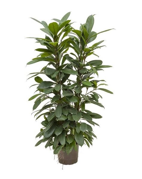 Plante hydroponique Ficus cyathistipula