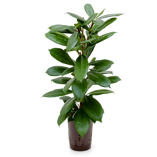 Hydroplant Ficus Cyathistipula