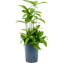 Hydroplante Dracaena surculosa