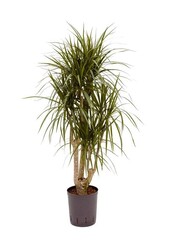 Plante hydroponique Dracaena marginata