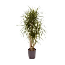 Plante hydroponique Dracaena marginata