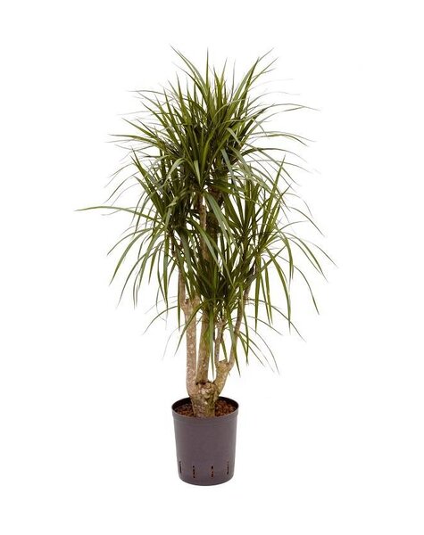Hydroplant Dracaena