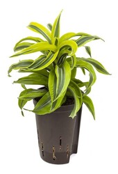 Hydroplante Dracaena surprise citron