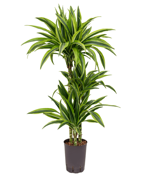 Hydroplante Dracaena
