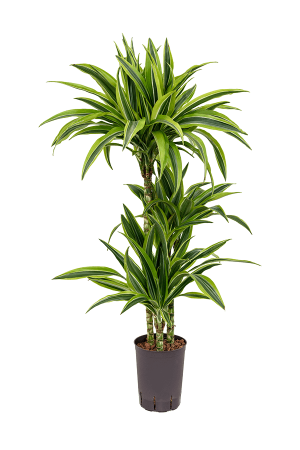 Hydroplant Dracaena Fragrans Lemon Lime