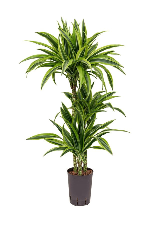 Hydroplante Dracaena Fragrans Lemon Lime