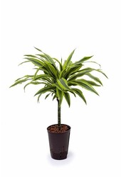 Hydroplant Dracaena lemon lime