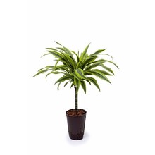 Hydroplant Dracaena lemon lime