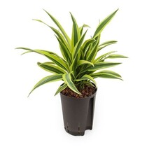 Hydroplante Dracaena lemon lime