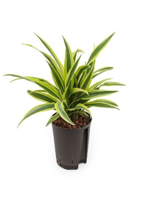 Hydroplante Dracaena lemon lime
