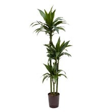 Hydroplant Dracaena janet craig