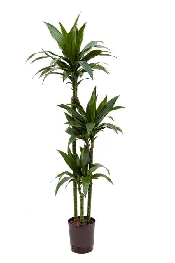Hydroplant Dracaena janet craig