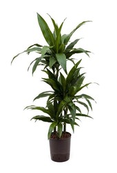 Hydroplante Dracaena janet craig