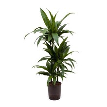 Hydroplante Dracaena janet craig
