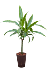 Plante hydroponique Dracaena Fragrans Janet Craig