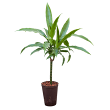Plante hydroponique Dracaena Fragrans Janet Craig