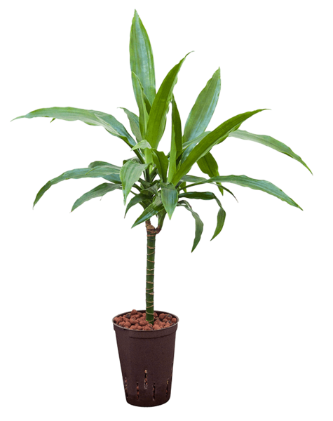 Plante hydroponique Dracaena