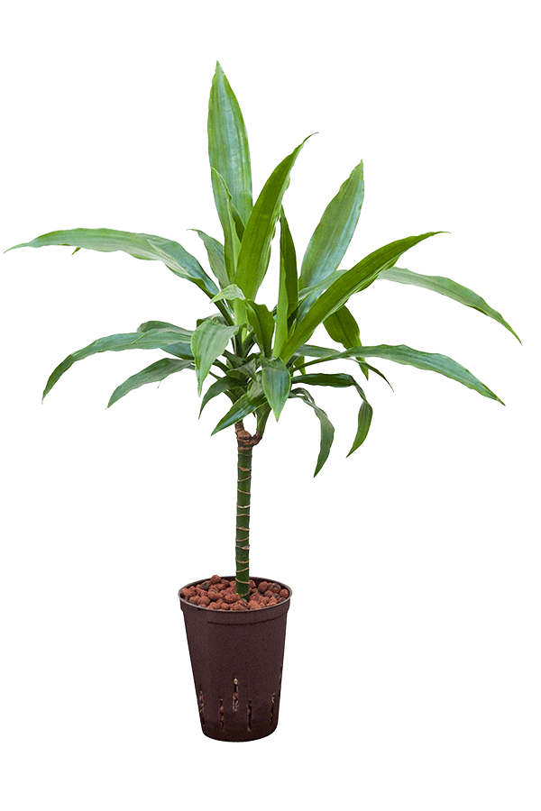 Hydroplant Dracaena Fragrans Janet Craig