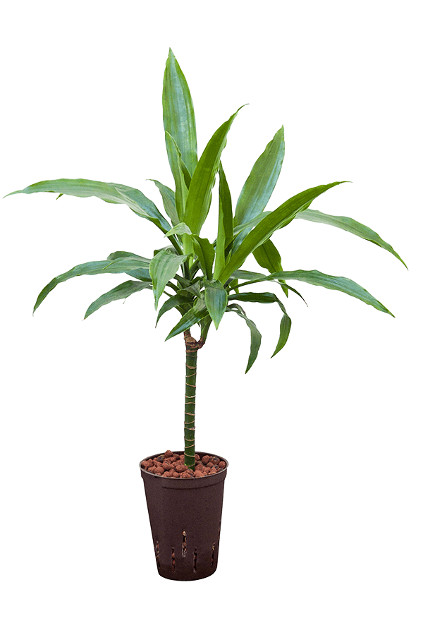 Hydroplant Dracaena janet craig