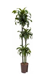 Hydroplante Dracaena dorado