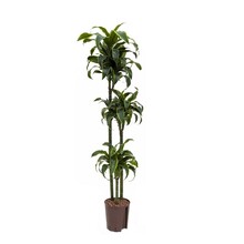 Hydroplante Dracaena dorado