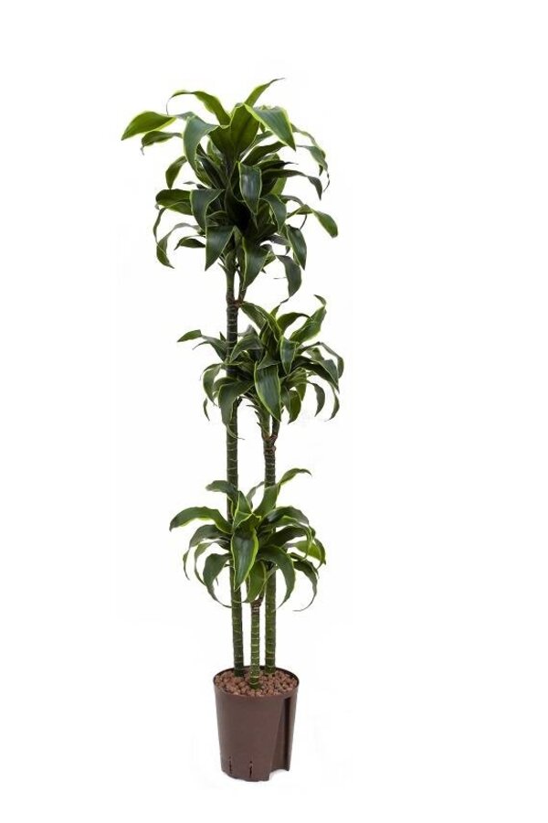 Hydroplante Dracaena dorado