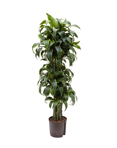 Hydroplante Dracaena
