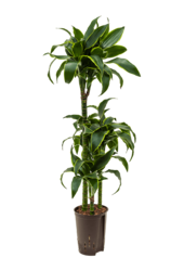 Hydroplante Dracaena Fragrans Dorado