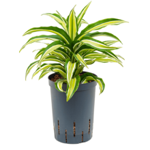Hydroplante Dracaena Fragrans malaika