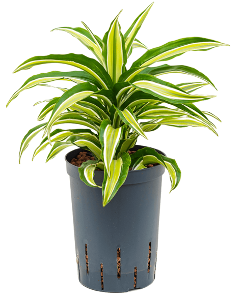 Hydroplante Dracaena