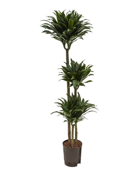 Hydroplante Dracaena