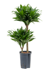 Hydroplante Dracaena Fragrans Compacta
