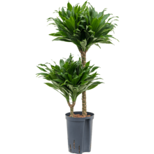 Hydroplante Dracaena Fragrans Compacta