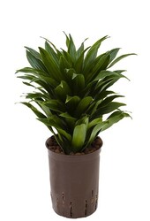 Hydroplante Dracaena compacta