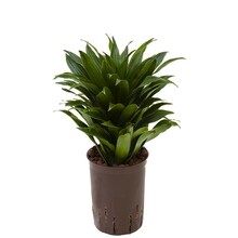 Hydroplante Dracaena compacta