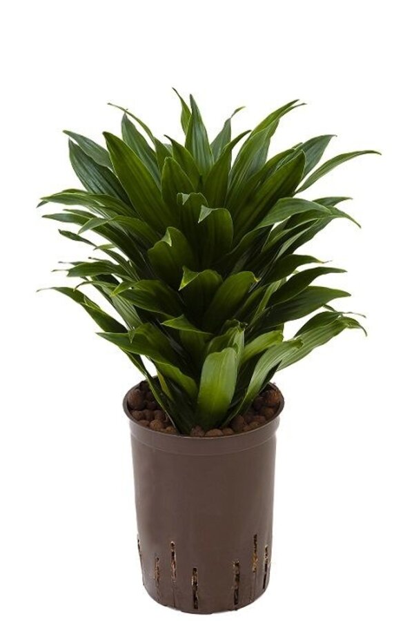 Hydroplante Dracaena compacta