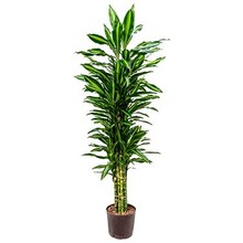 Hydroplante Dracaena cintho