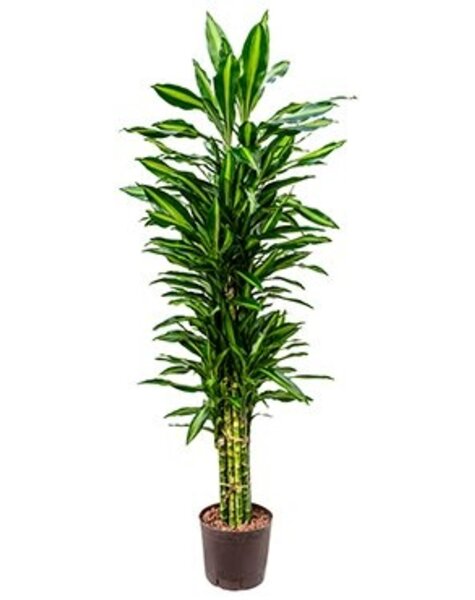 Hydroplante Dracaena