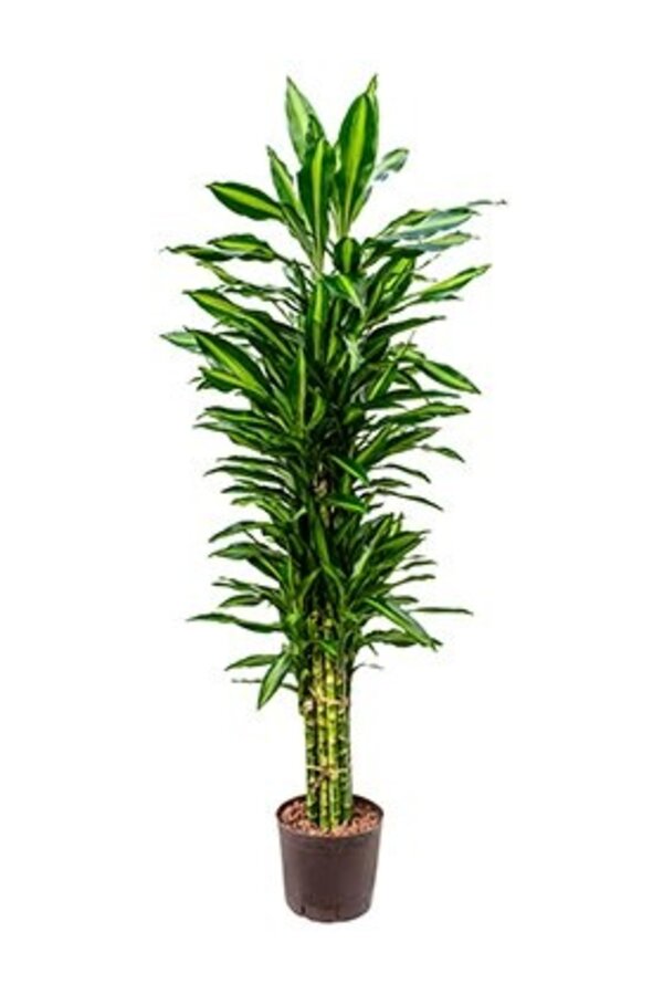 Hydroplante Dracaena cintho
