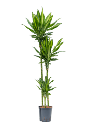 Hydroplante Dracaena cintho