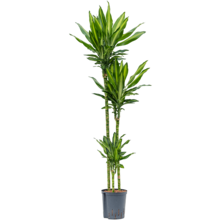 Hydroplante Dracaena cintho