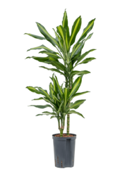 Hydroplante Dracaena cintho