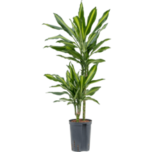 Hydroplante Dracaena cintho