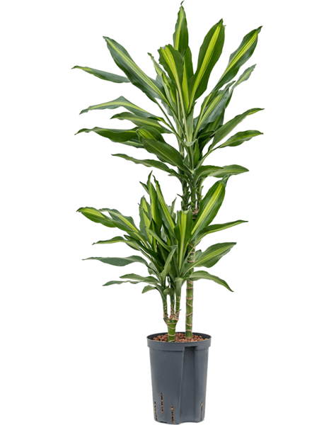 Hydroplante Dracaena