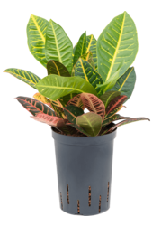 Hydroplante Croton (codiaeum) petra